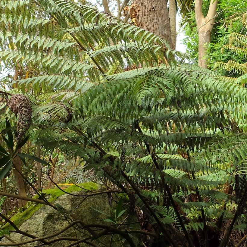 Cyathea dealbata - Helecho plateado (Follaje)