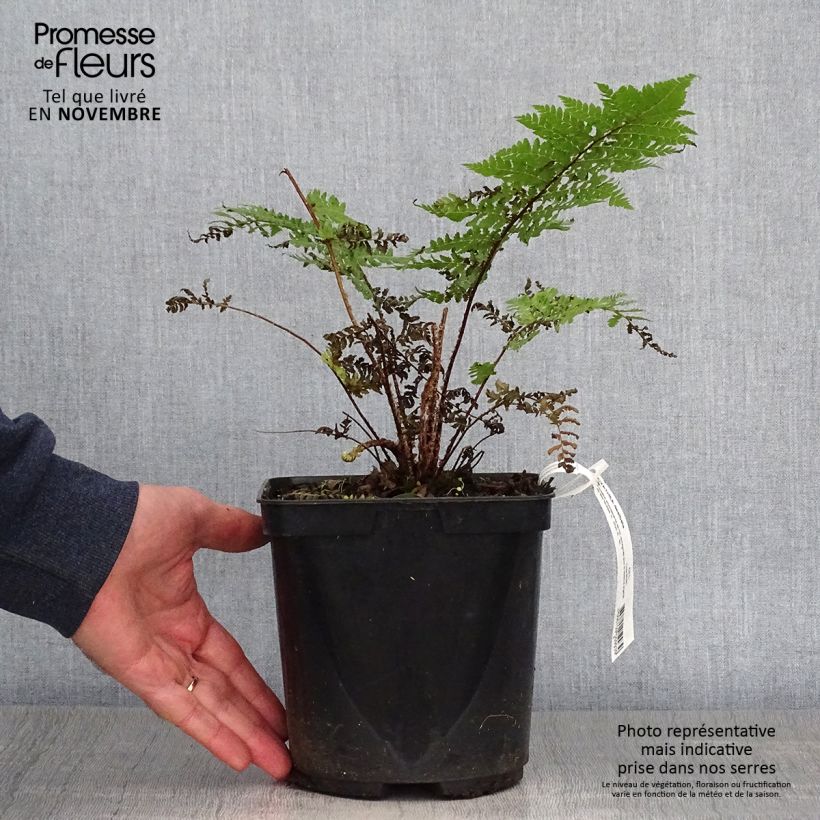 Ejemplar de Cyathea dealbata - Helecho plateado entregado en otoño