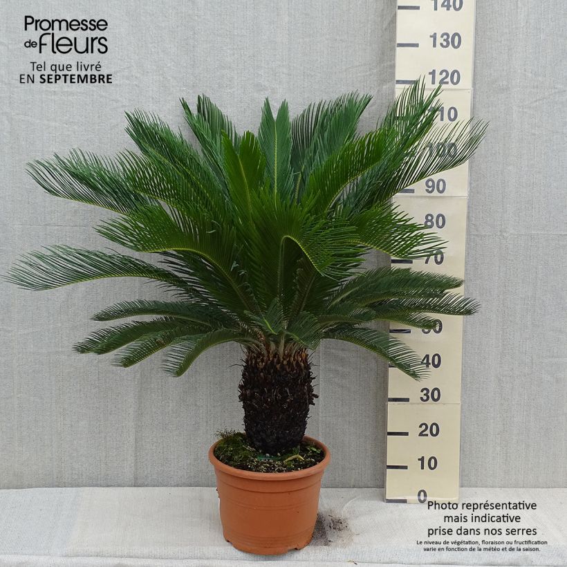 Ejemplar de Cycas revoluta - Cycas du Japon pot de 15L entregado en otoño