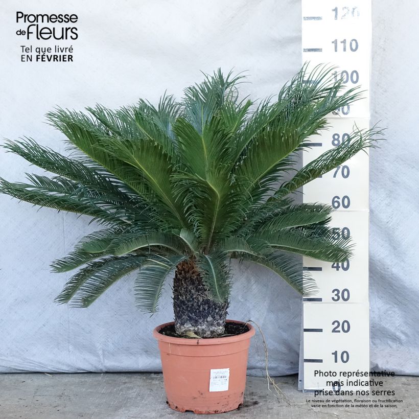 Cycas revoluta - Cycas du Japon pot de 15L Ejemplar entregado en invierno