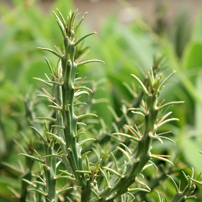 Cylindropuntia kleiniae (Follaje)