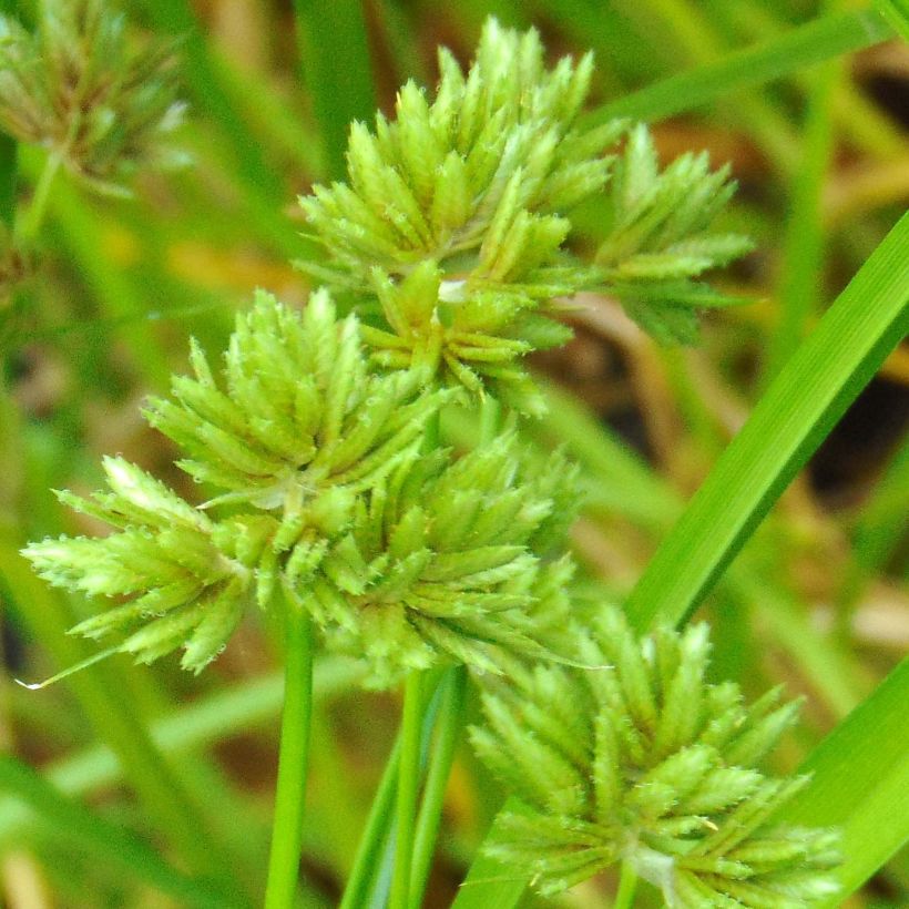 Cyperus glaber - Papiro (Floración)