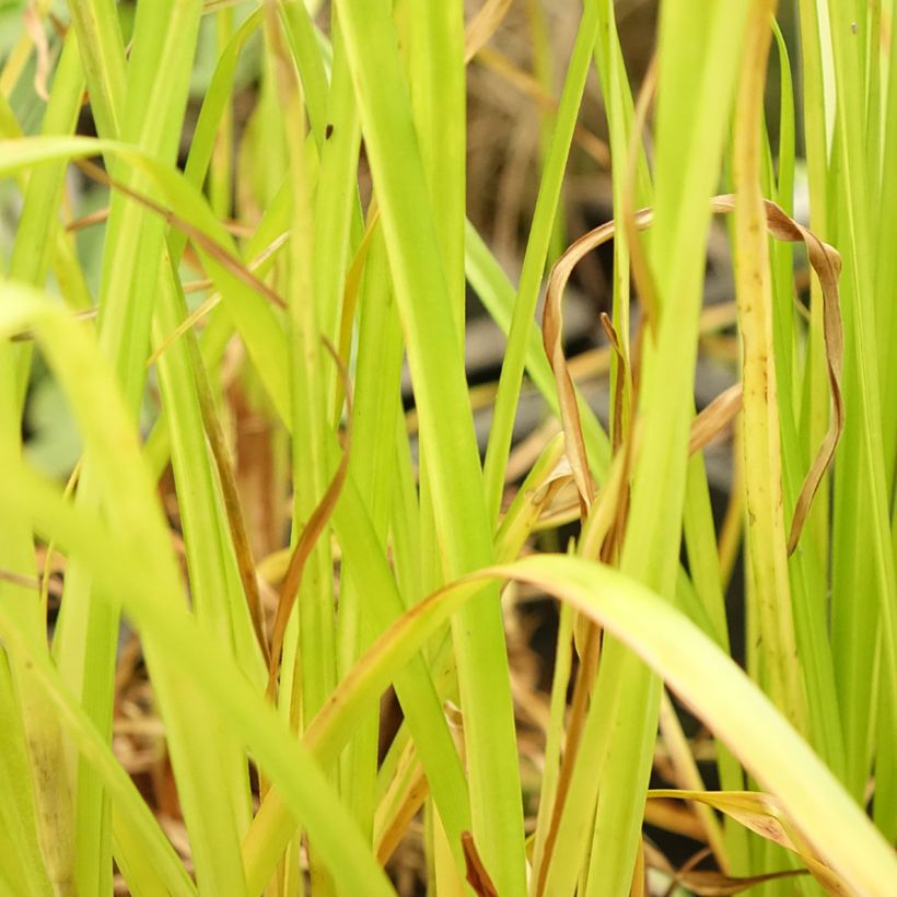 Cyperus glaber - Papiro (Follaje)