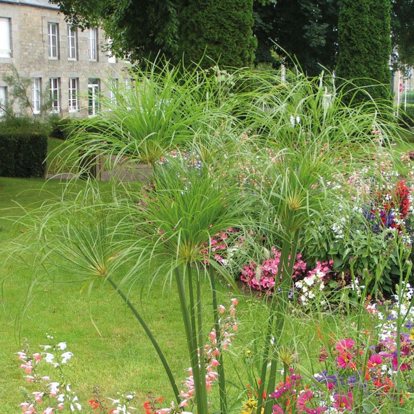 Cyperus papyrus Akhenaton - Papiro (Porte)