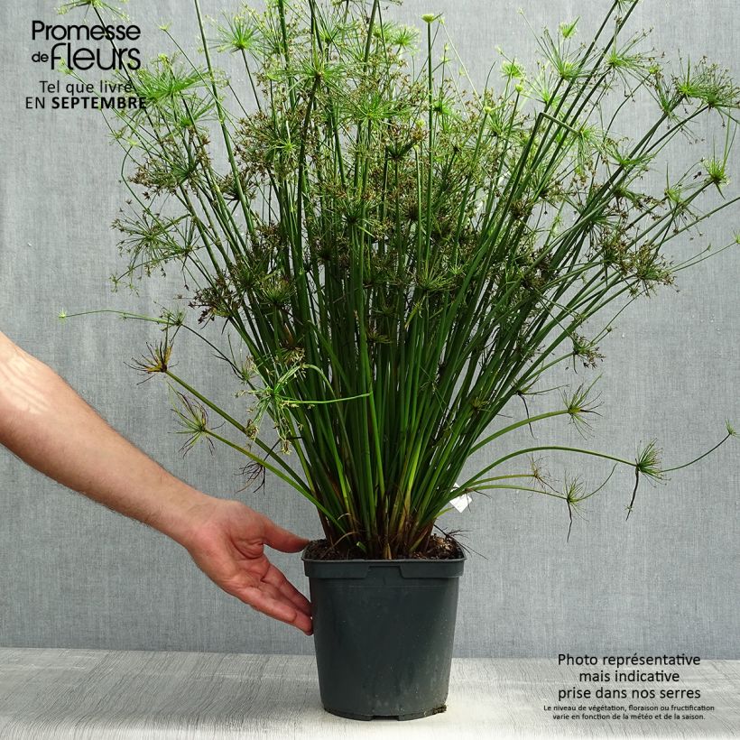 Ejemplar de Cyperus papyrus Cleopatra - Papiro entregado en otoño