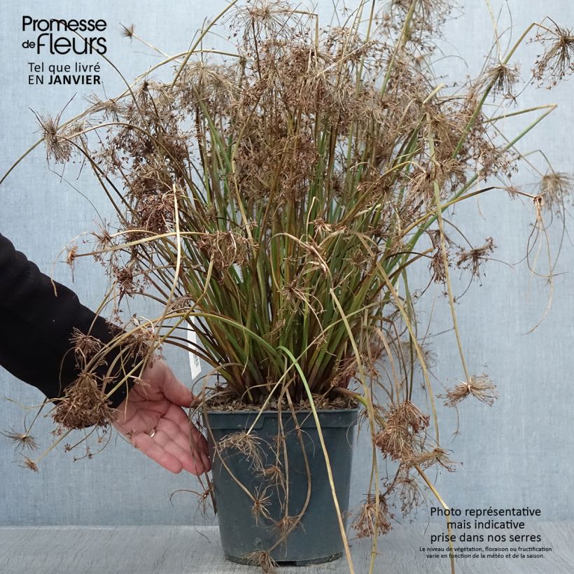 Cyperus papyrus Cleopatra - Papyrus Pot de 3L/4L Ejemplar entregado en invierno