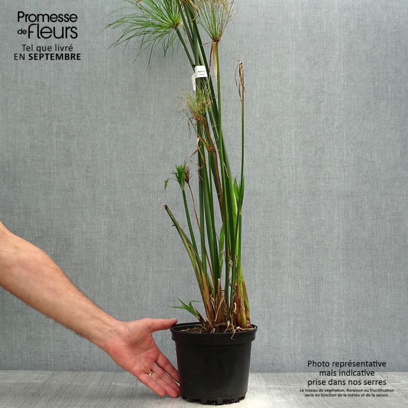 Ejemplar de Cyperus papyrus - Papyrus Pot de 2L/3L entregado en otoño