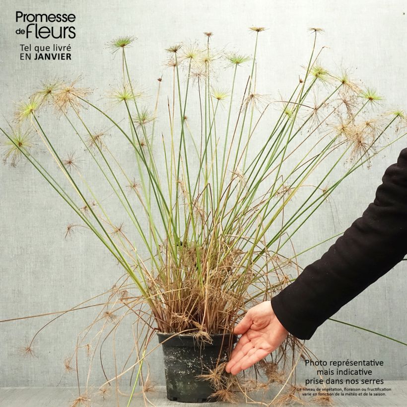 Cyperus prolifer - Papyrus nain Pot de 3L/4L Ejemplar entregado en invierno