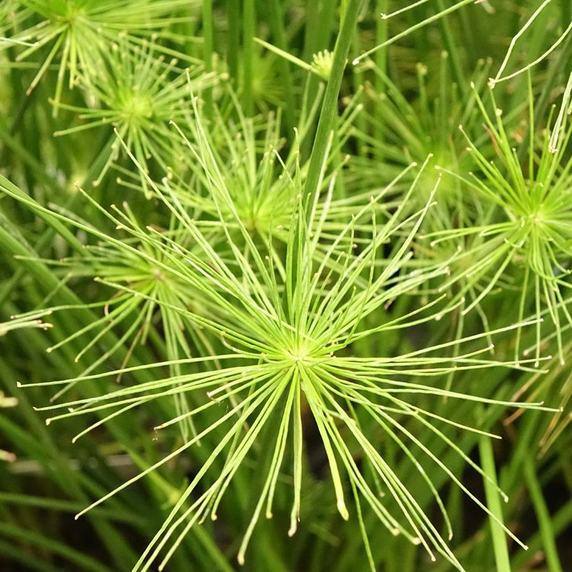 Cyperus prolifer - Papiro enano (Floración)