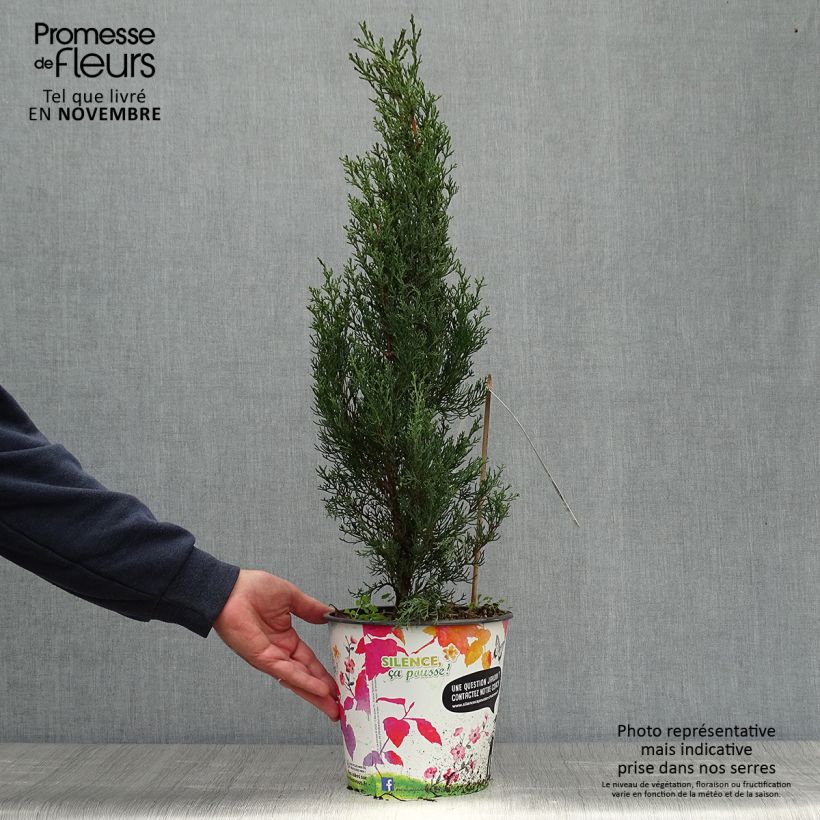 Ejemplar de Cyprès d'Italie, de Provence - Cupressus sempervirens Garda en pot de 4l/5l entregado en otoño