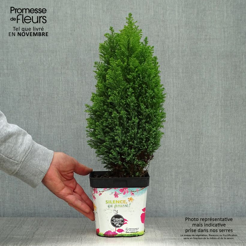 Ejemplar de Cyprès de Lawson - Chamaecyparis lawsoniana Elwood's Gold en pot de 2L/3L entregado en otoño