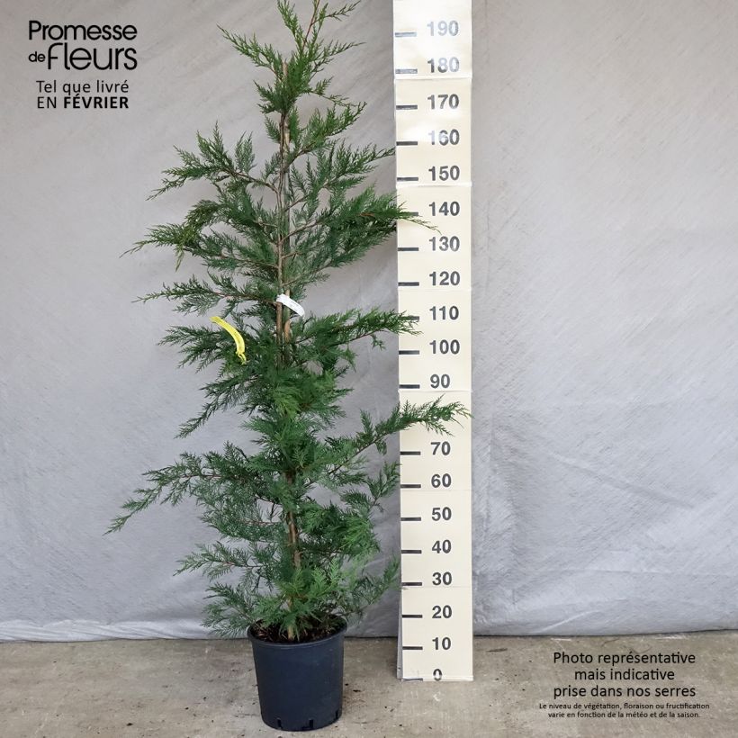 Cyprès de Leyland - Cupressocyparis leylandii en pot de 7.5L Ejemplar entregado en invierno