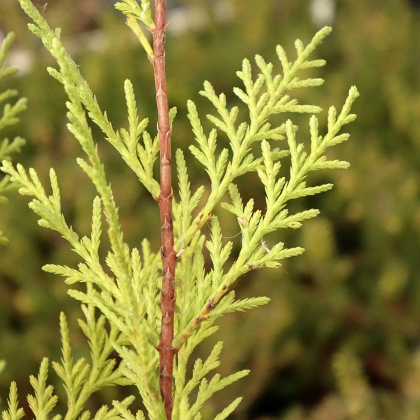 Ciprés leylandii Oger - Cupressocyparis (Follaje)