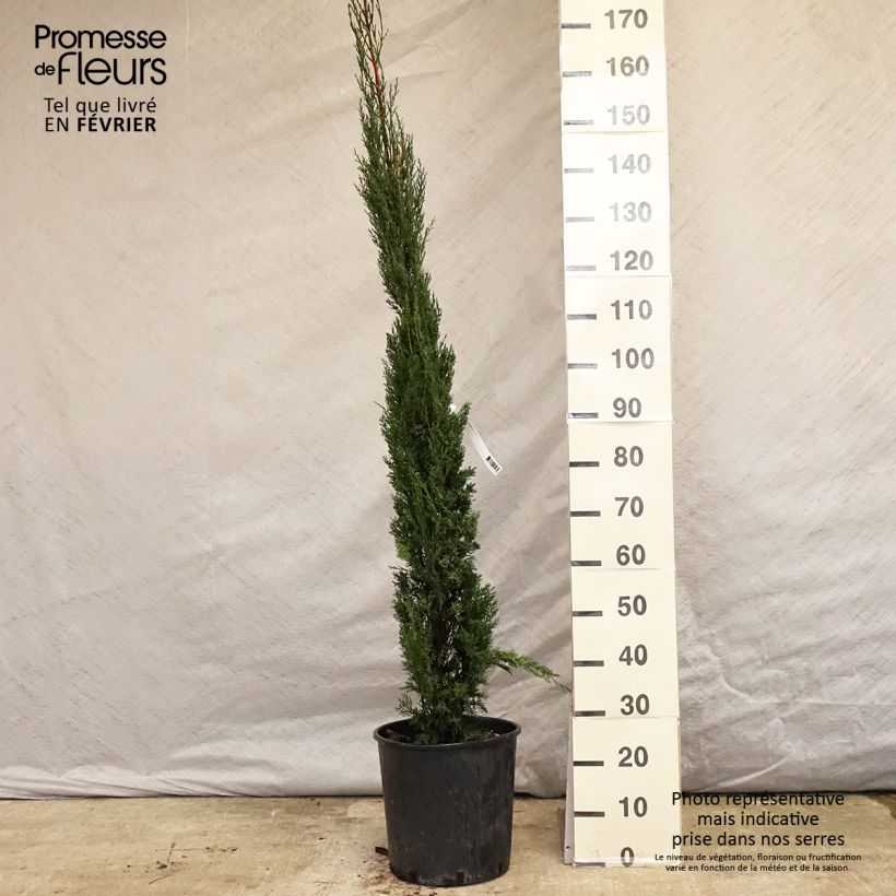 Cyprès de Provence - Cupressus sempervirens Pyramidalis en pot de 15 litres Ejemplar entregado en invierno