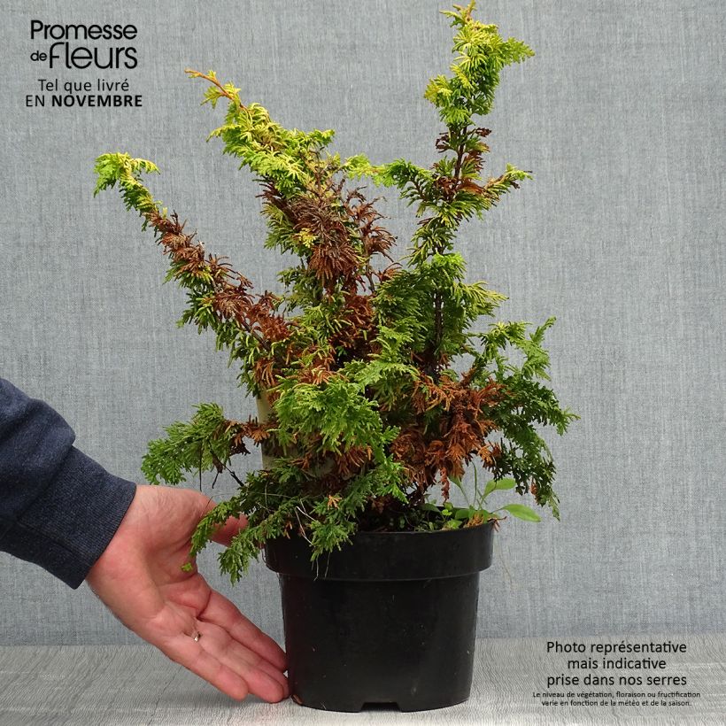 Ejemplar de Cyprès hinoki du Japon - Chamaecyparis obtusa Fernspray Gold en pot de 2L/3L entregado en otoño