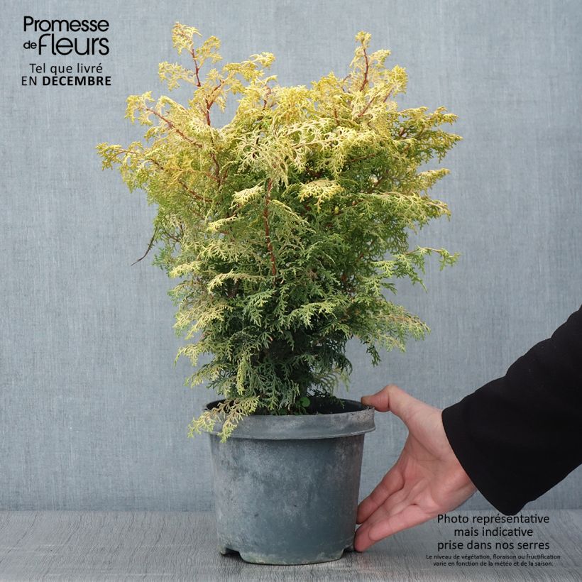 Ejemplar de Cyprès hinoki du Japon - Chamaecyparis obtusa Lucas Pot de 2L/3L entregado en otoño