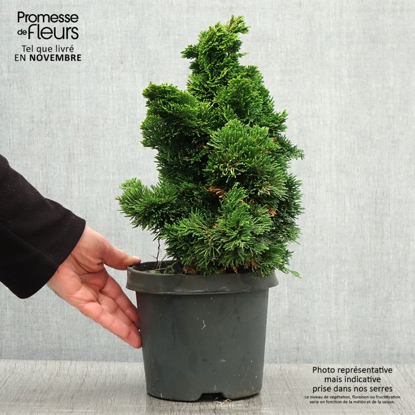 Ejemplar de Cyprès hinoki du Japon - Chamaecyparis obtusa Nana Aurea en pot de 2L/3L entregado en otoño