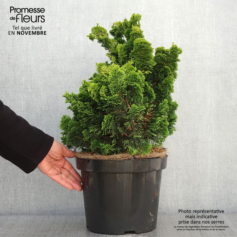 Ejemplar de Cyprès hinoki du Japon - Chamaecyparis obtusa Nana Aurea en pot de 7,5L/10L entregado en otoño