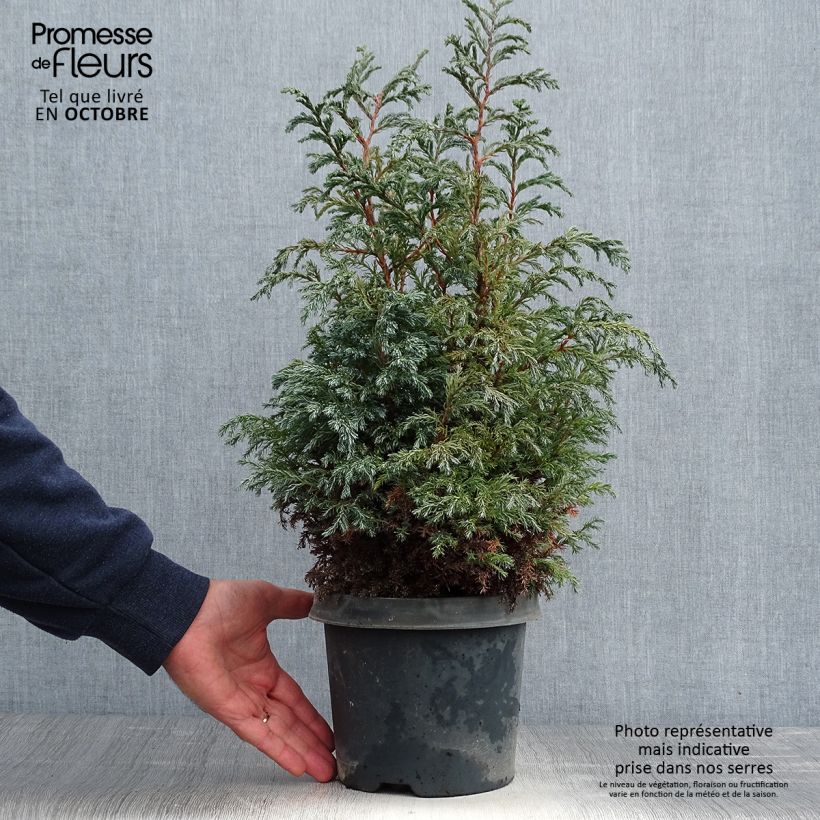 Ejemplar de Cyprès Sawara - Chamaecyparis pisifera Baby Blue                Pot de 3L/4L entregado en otoño