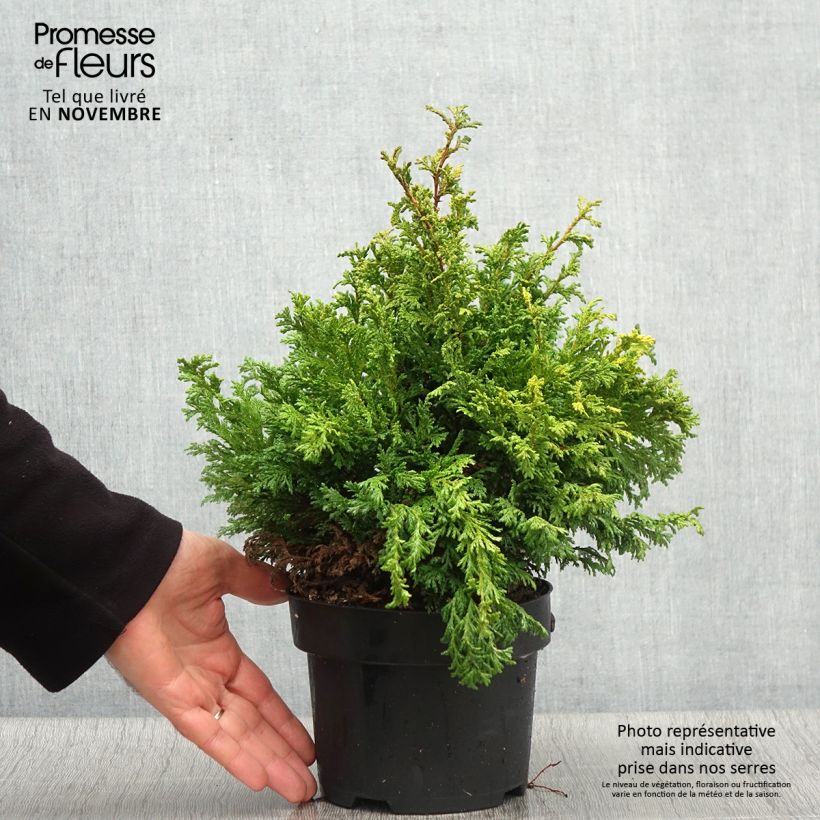 Ejemplar de Cyprès Sawara - Chamaecyparis pisifera Golden Pincushion en pot de 2l/3l entregado en otoño