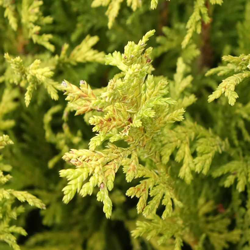 Chamaecyparis pisifera Golden Pincushion - Falso ciprés sawara (Follaje)