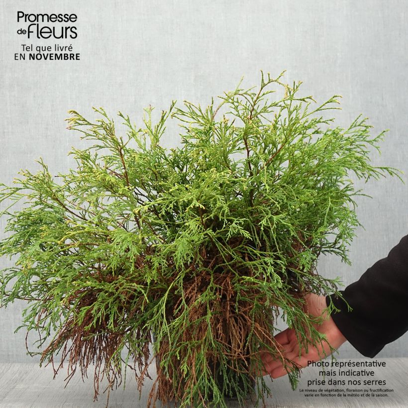 Ejemplar de Cyprès Sawara - Chamaecyparis pisifera Sungold en pot de 7,5L/10L entregado en otoño