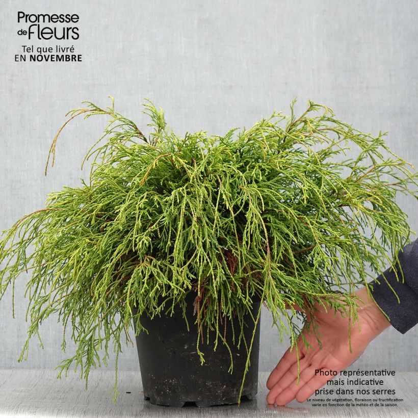 Ejemplar de Cyprès Sawara - Chamaecyparis pisifera Sungold                   Pot de 4L/5L entregado en otoño