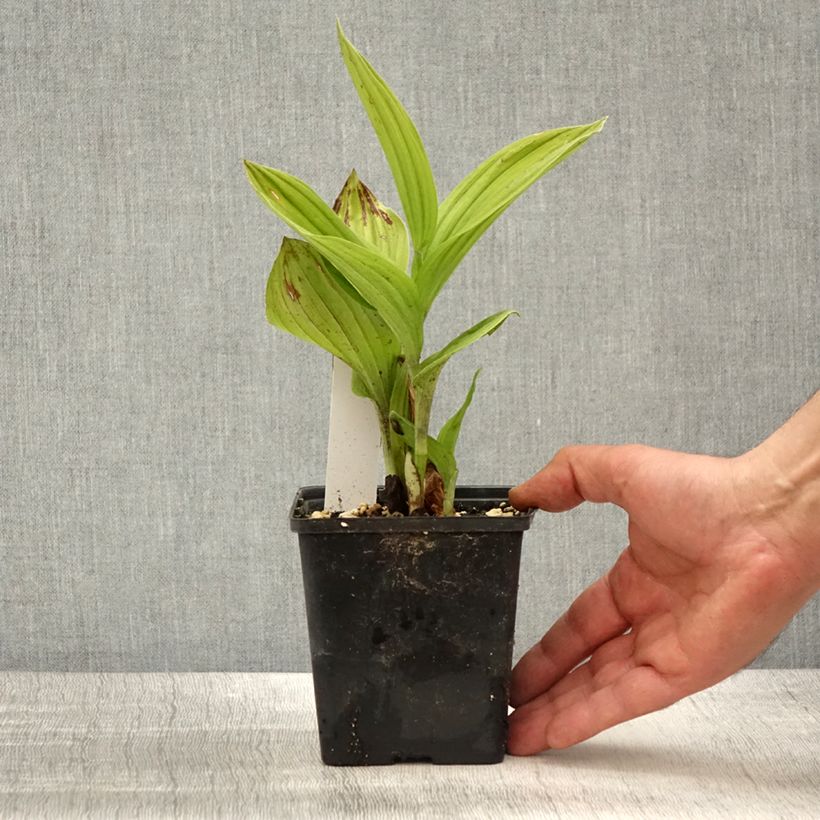 Cypripedium Aki - Sabot de Venus hybride - Pot de 1L/1,5L Ejemplar entregado en la primavera