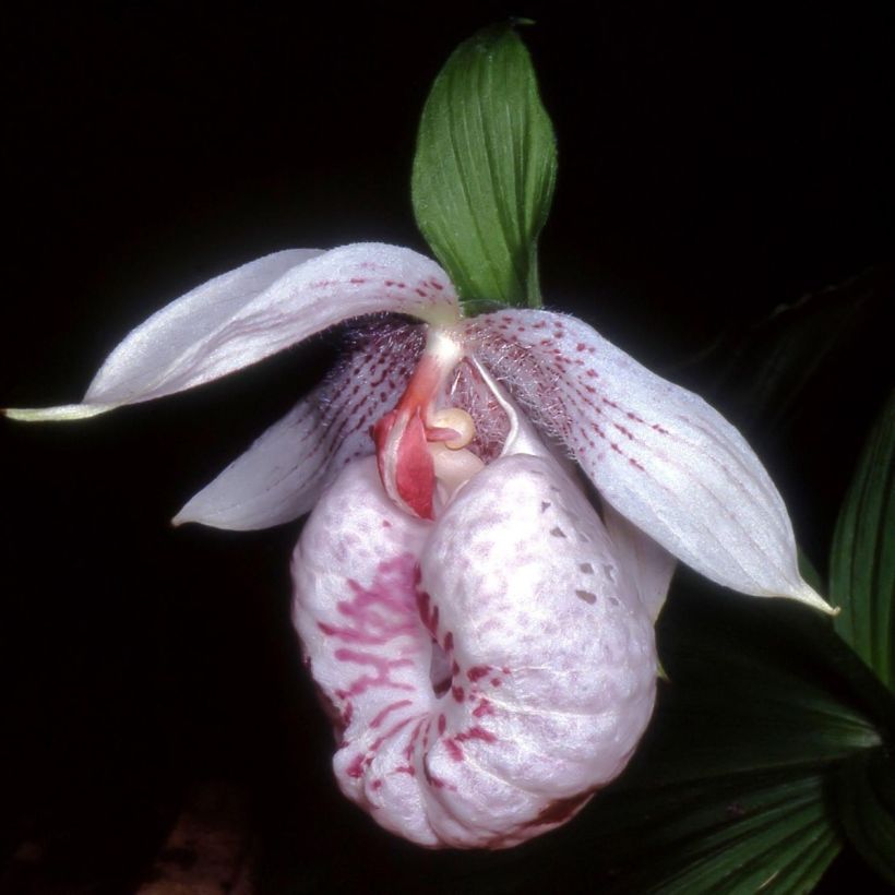 Cypripedium formosanum (Floración)