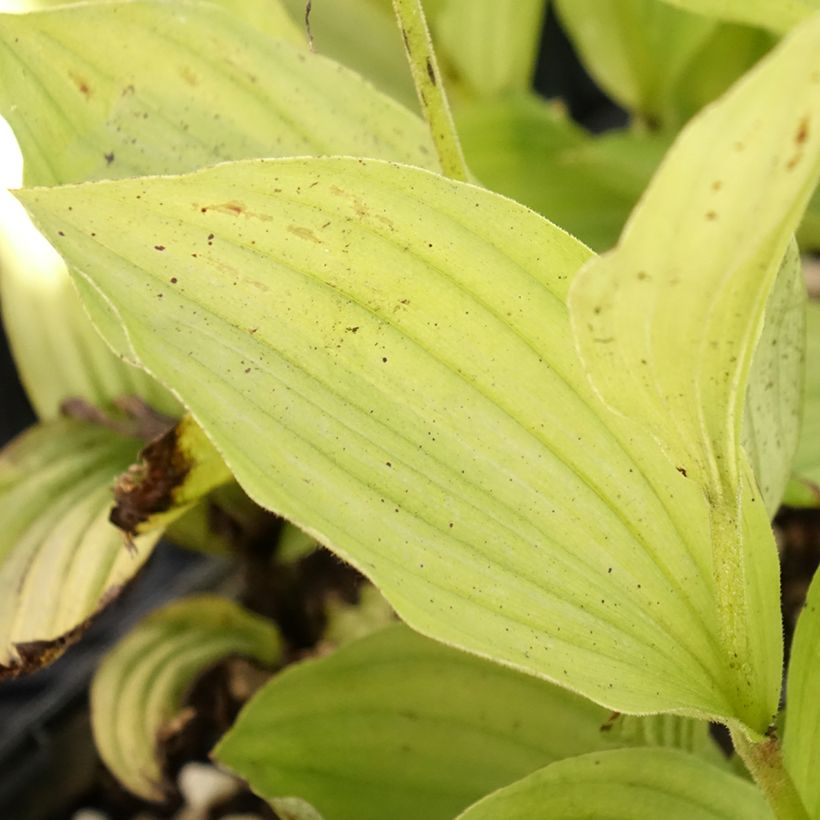 Cypripedium Gisella (Follaje)