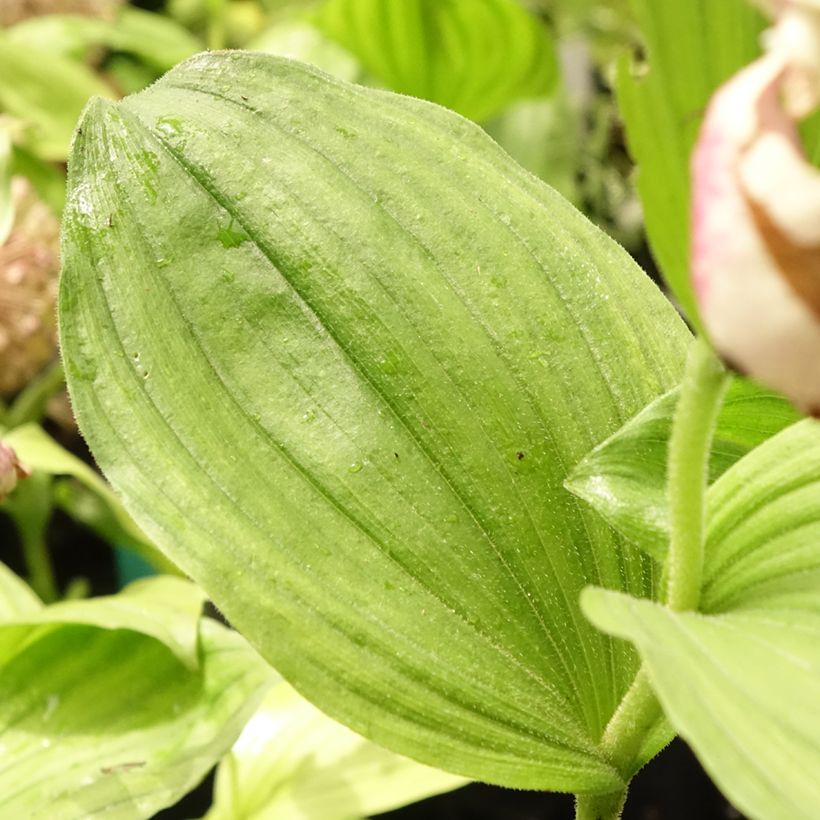 Cypripedium Pinkepank (Follaje)