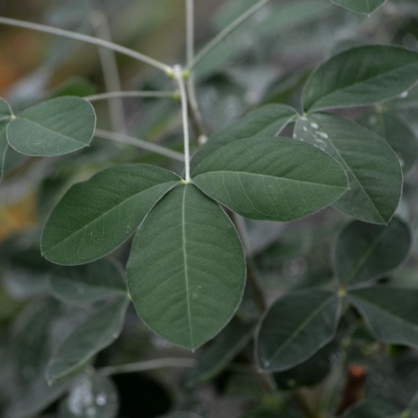 Laburnum anagyroides (Follaje)