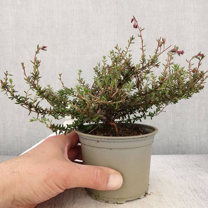 Daboecia x scotica Goscote - Bruyère - Pot de 12 cm Ejemplar entregado en la primavera