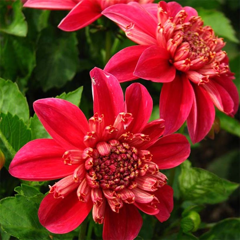 Dalia Flor de Anémona Inca (Floración)