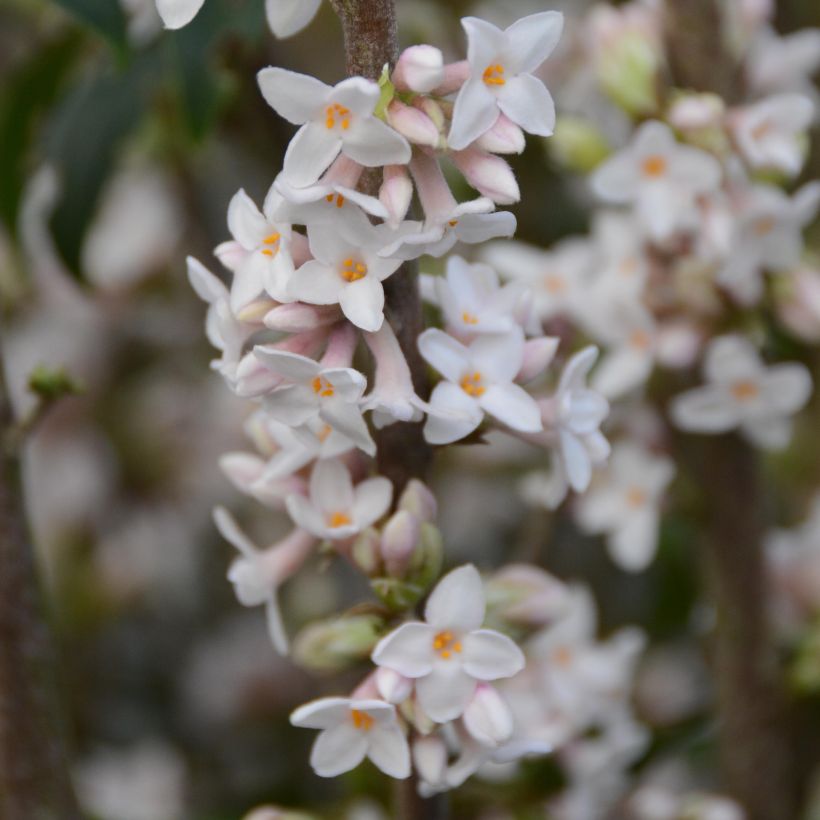 Daphne bholua (Floración)