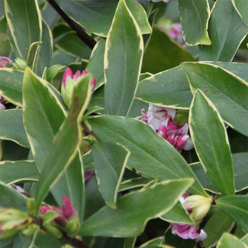 Daphne odora Aureomarginata (Follaje)