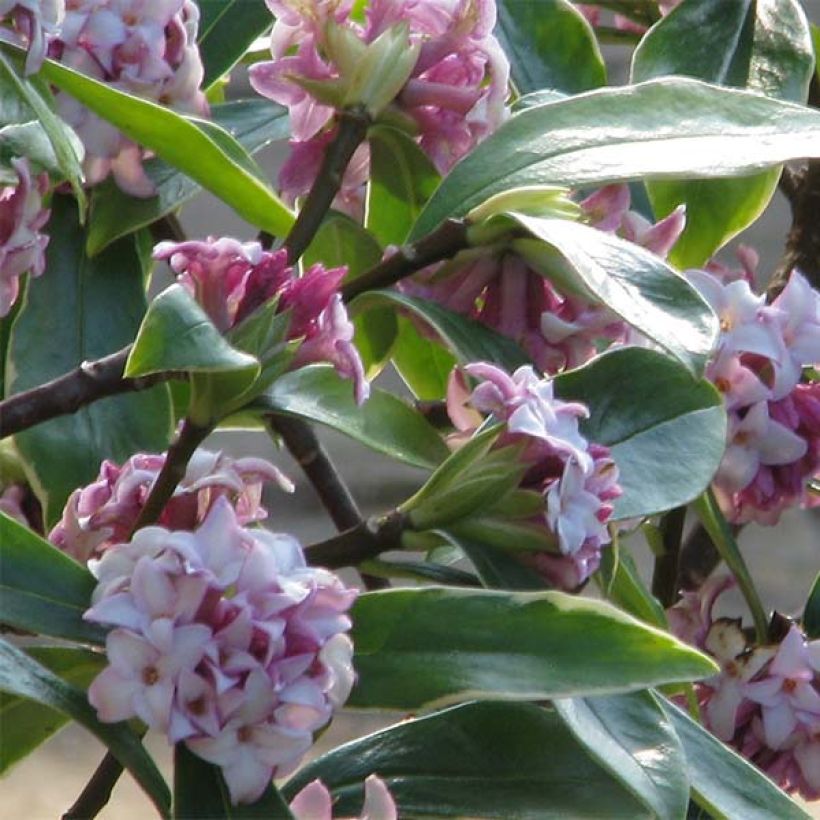 Daphne odora Aureomarginata (Floración)