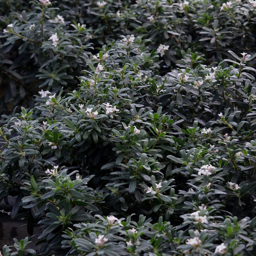 Daphne transatlantica Eternal Fragrance (Follaje)