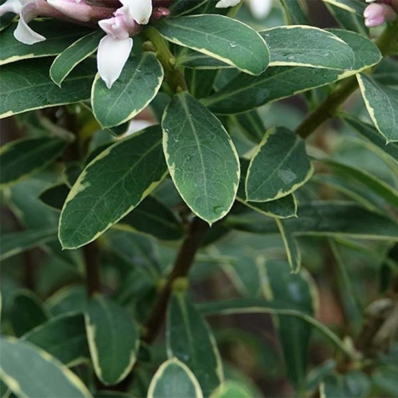 Daphne transatlantica Summer Ice (Follaje)