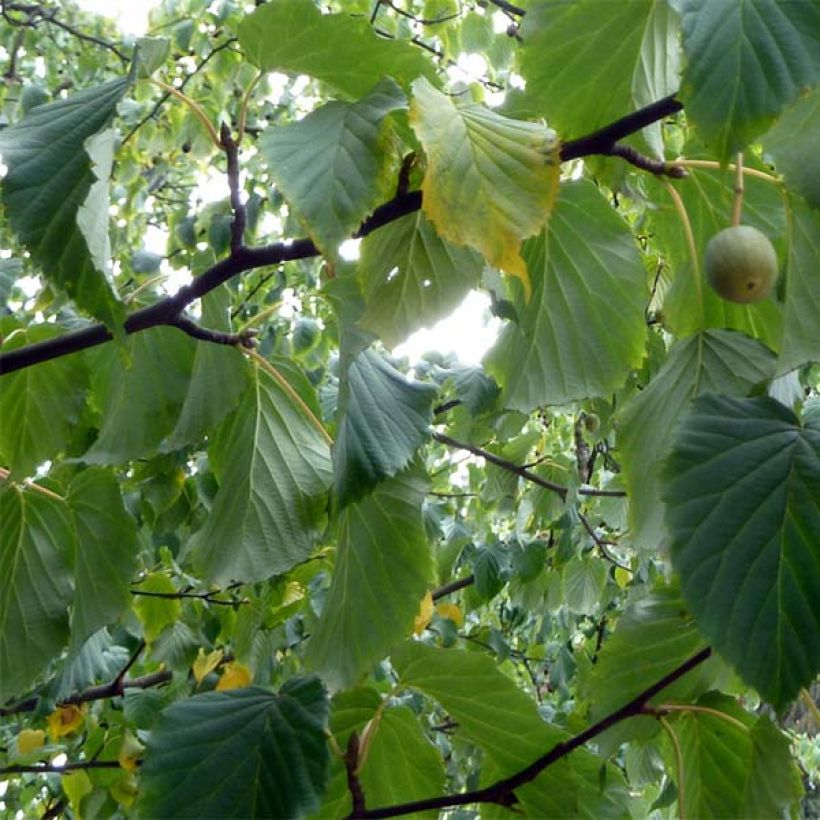 Davidia involucrata var. vilmoriniana (Follaje)