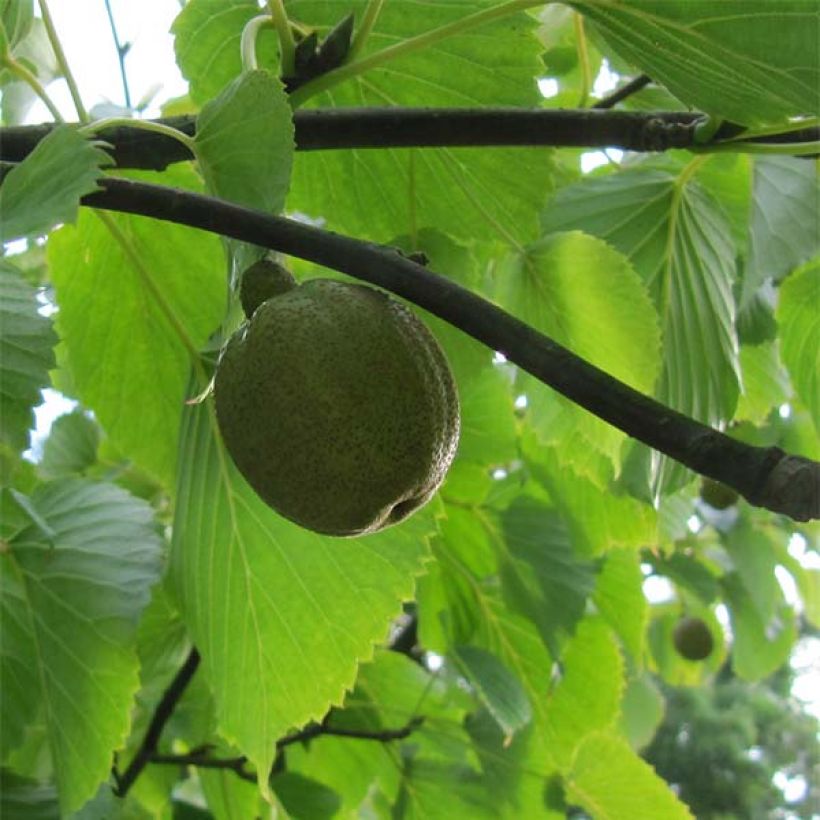 Davidia involucrata var. vilmoriniana (Cosecha)