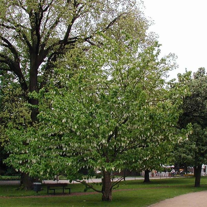 Davidia involucrata var. vilmoriniana (Porte)