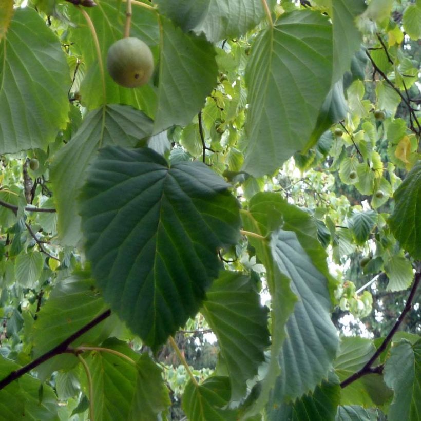 Davidia involucrata - Árbol de los pañuelos (Follaje)