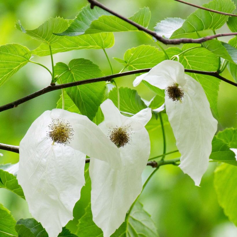 Davidia involucrata - Árbol de los pañuelos (Floración)