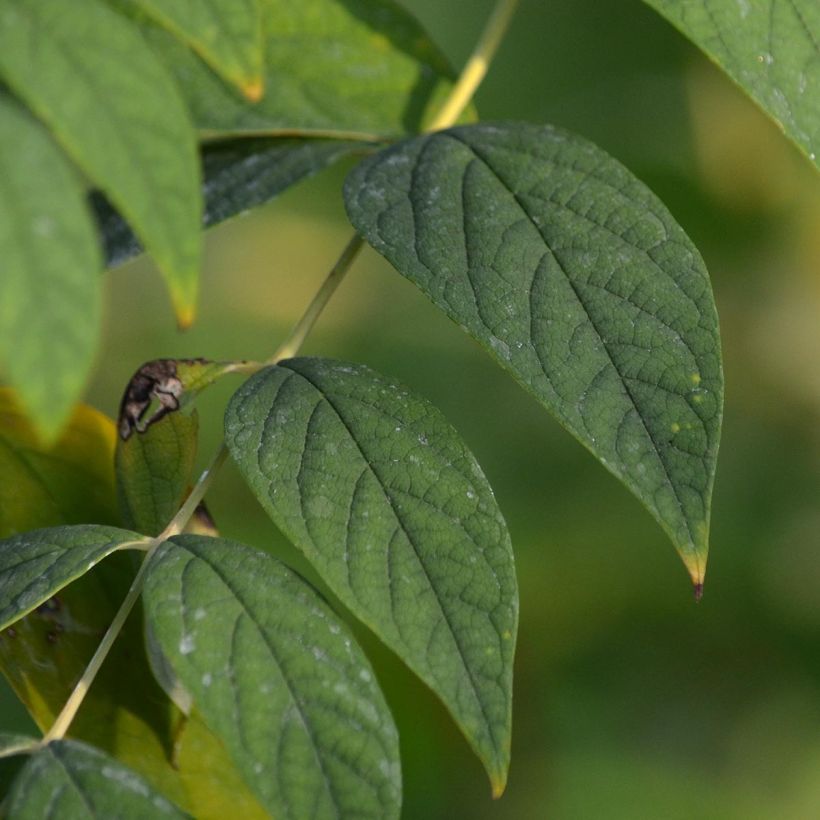 Decaisnea fargesii - Árbol de salchicha azul (Follaje)