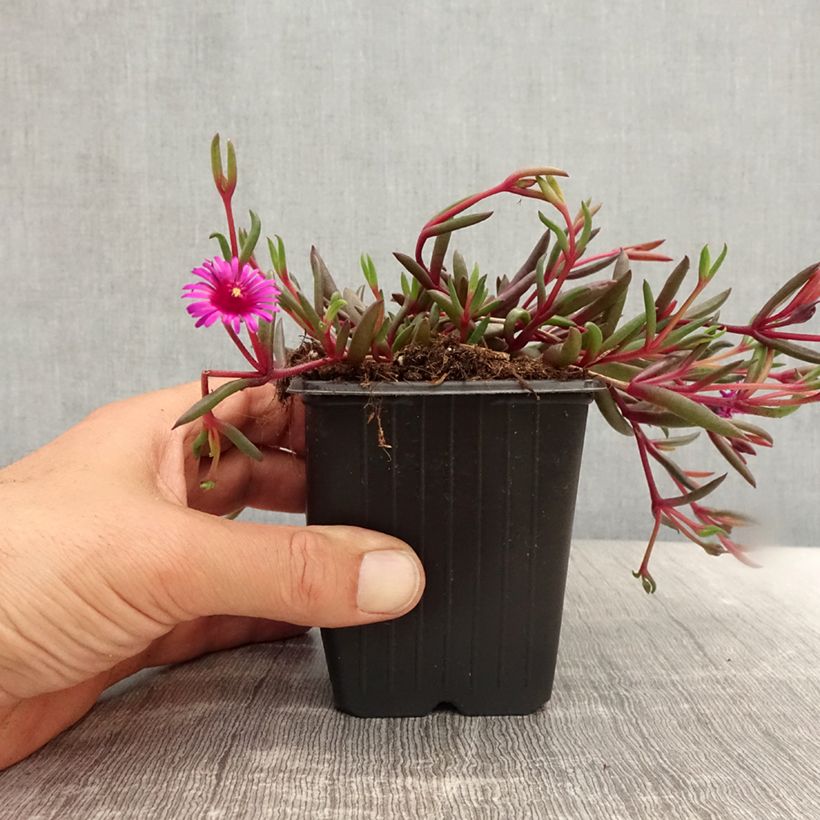 Ejemplar de Delosperma Desert Dancers Purple - Godet de 8/9 cm entregado en verano