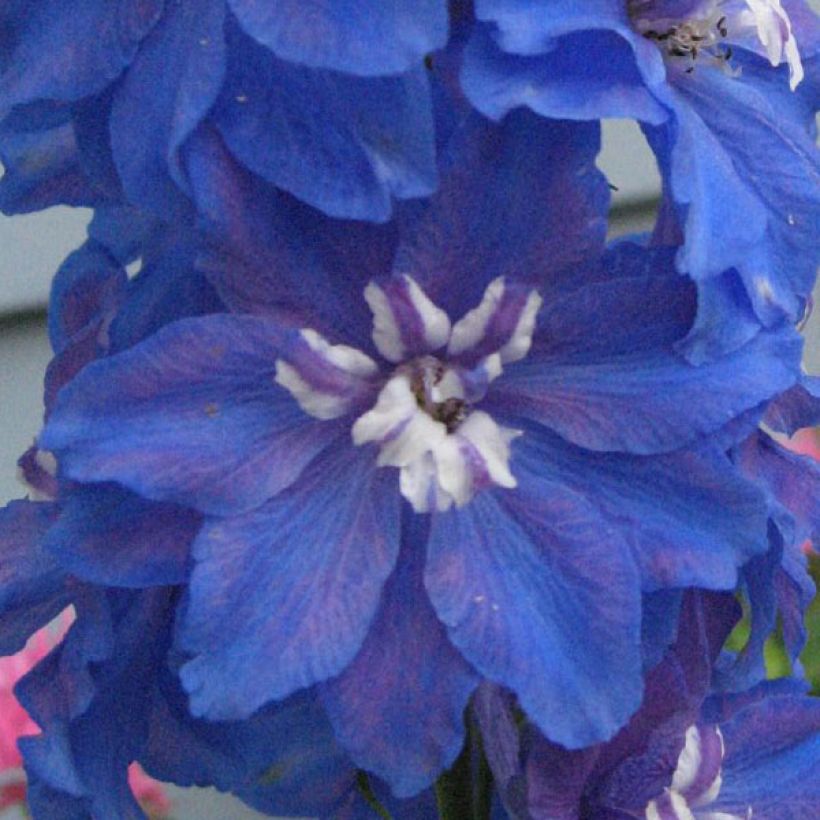 Espuela de caballero - Delphinium Pacific-hybrid Blue Biird (Floración)