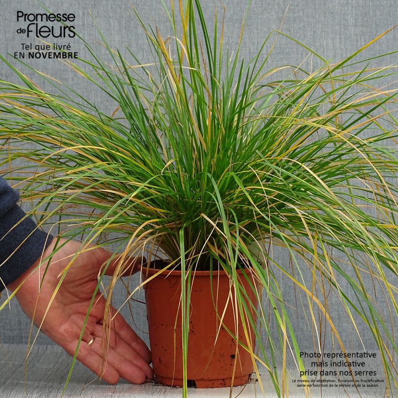 Ejemplar de Deschampsia cespitosa Bronzeschleier - Canche cespiteuse en Pot 2L./3L. entregado en otoño