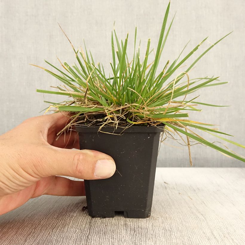 Ejemplar de Deschampsia cespitosa Goldschleier - Canche cespiteuse en godet de 9 cm entregado en otoño