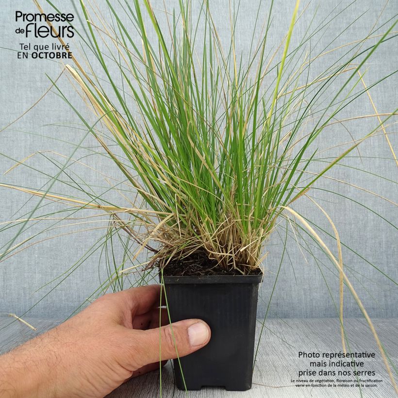 Ejemplar de Deschampsia cespitosa Goldtau - Canche cespiteuse en godet de 9 cm entregado en otoño